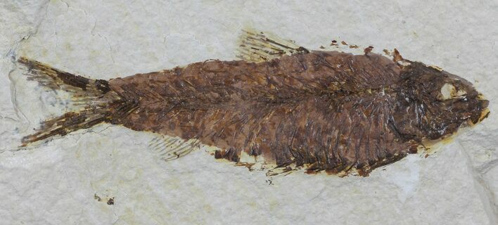 Knightia Fossil Fish - Wyoming #60468